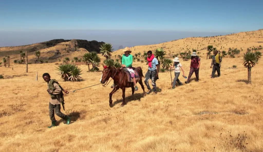 Dave, in red scarf, leads us on our trek with the four-legged help for Tess