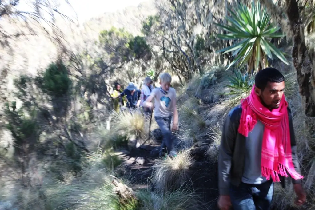 Dave leads us along a forest track