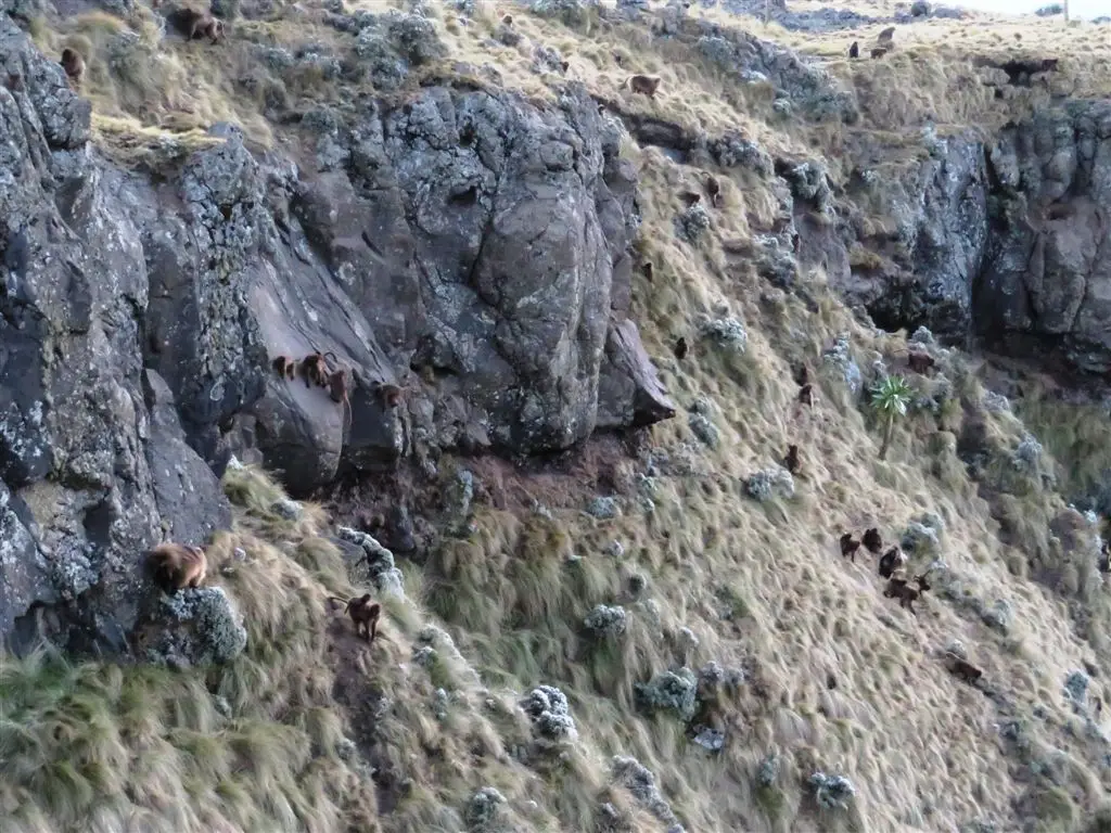 Perilous descent to the roosting caves