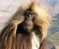 2017 Mar: The Great Monkey Cascade, Geladas in the Simiens