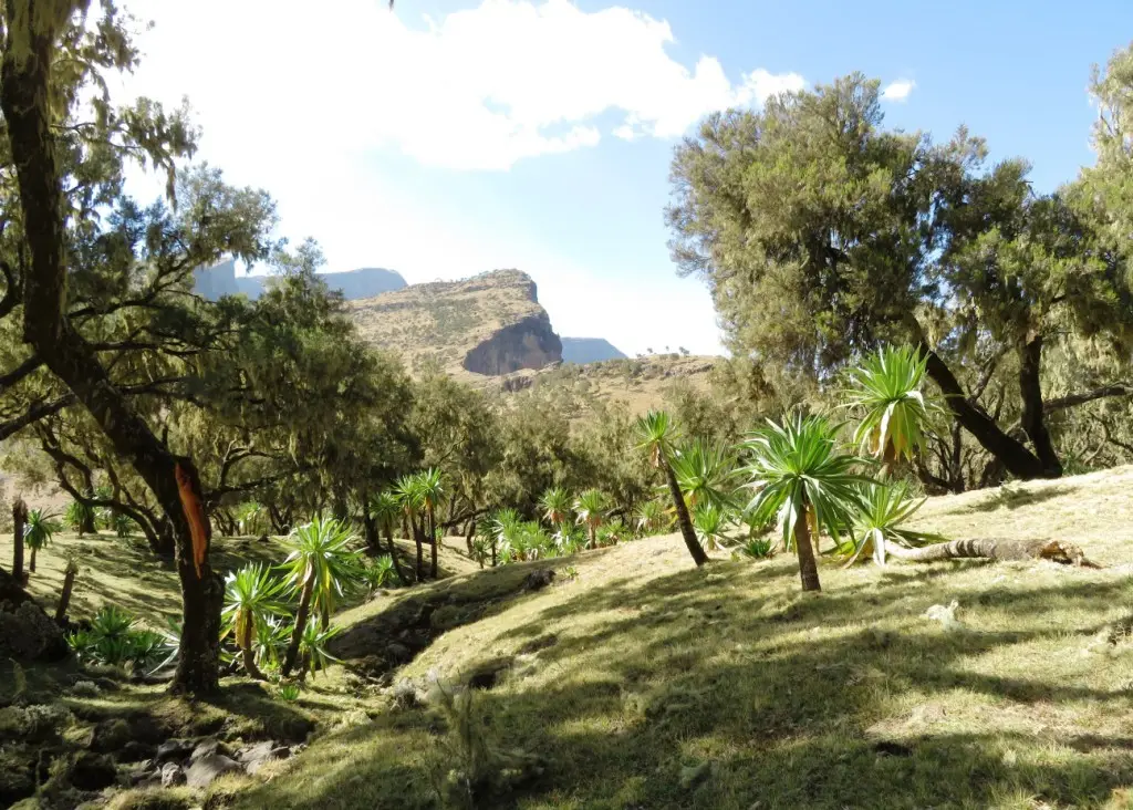 Shade, running water and grazing - as close to the Garden of Eden as I have come