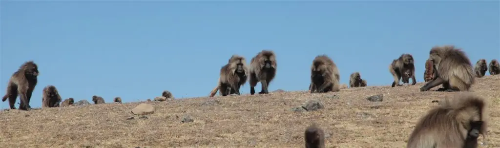 A leonine mane and a vegetarian diet
