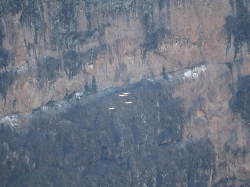Vultures from above the guano-marked cracks where they nest unmolested