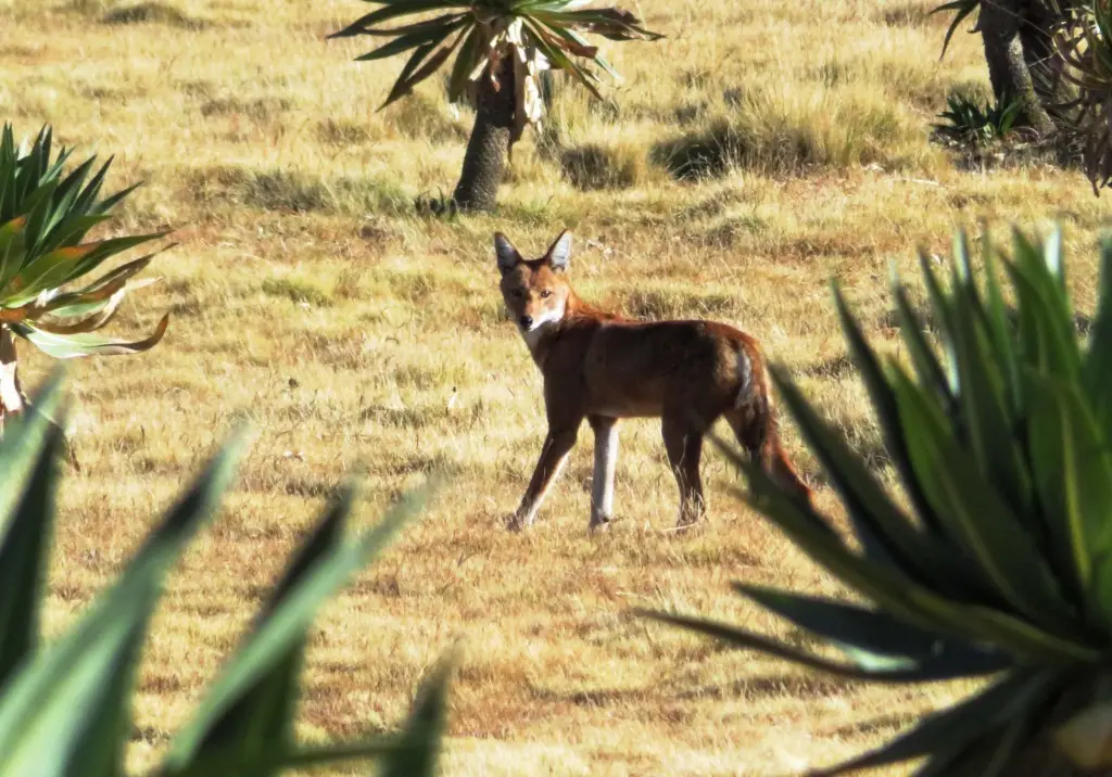 Ethiopian Wolf - More Wile E Coyote than White Fang