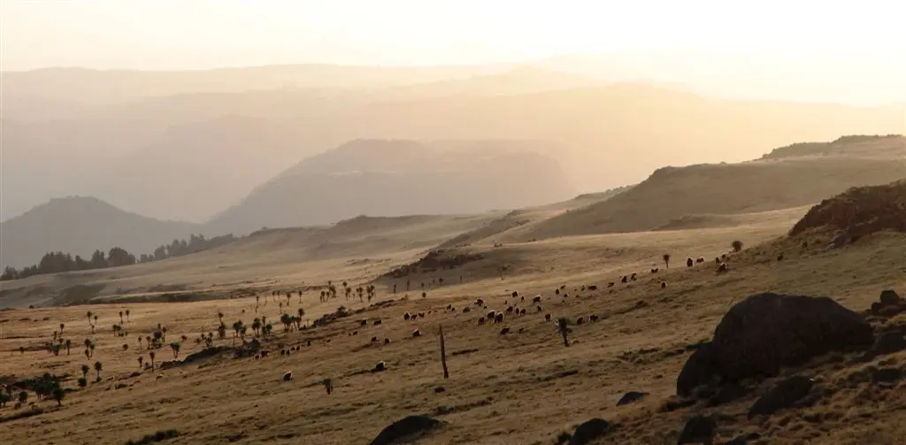 As the sun dips the geladas mass by the hundred