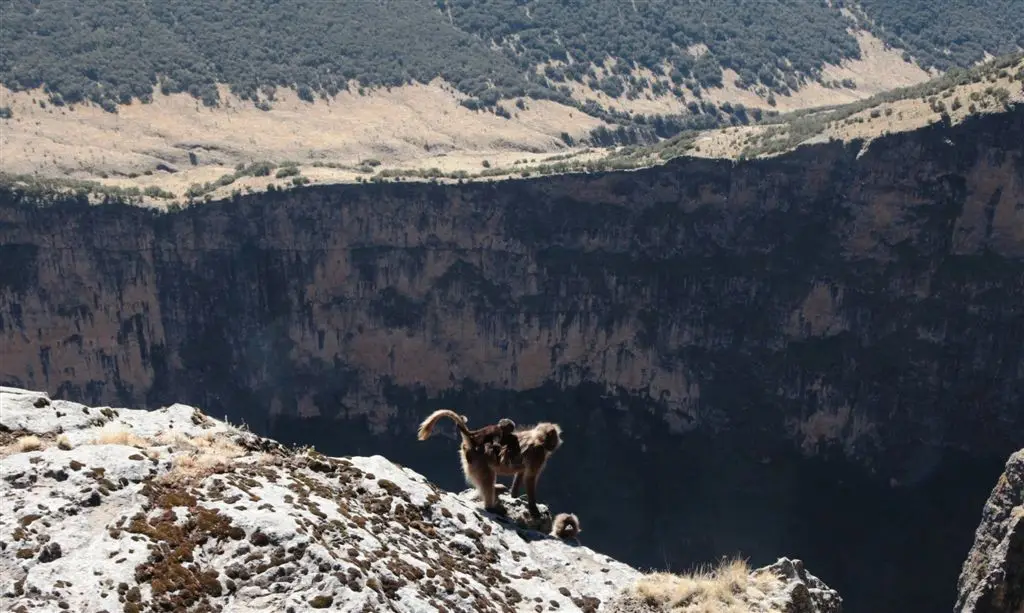A head for heights is in the gelada genes