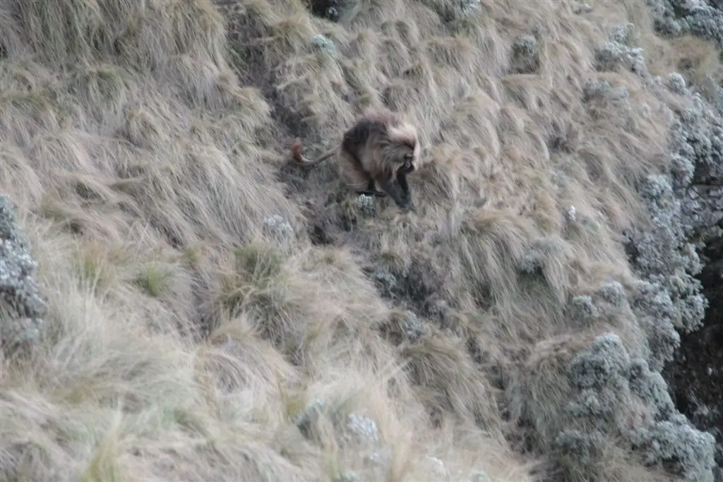 The mane of an adult gelada wafts as he tumbles